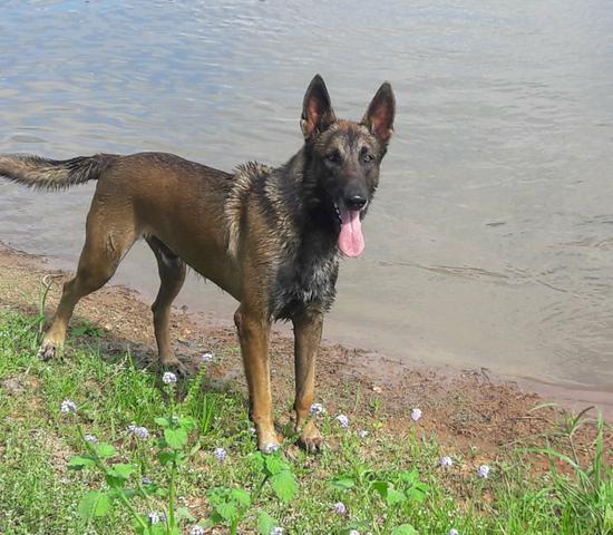 Belga malinois - Foto 2