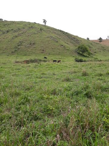 Fazenda 62 alqueires mg, aceita troca - Foto 5