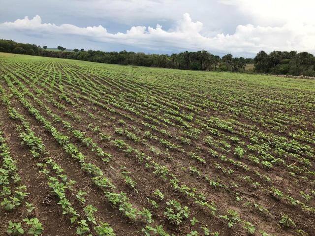 Fazenda única mercado | toda na lavoura | ac. permutas entr. e parcelamos até 2 anos
