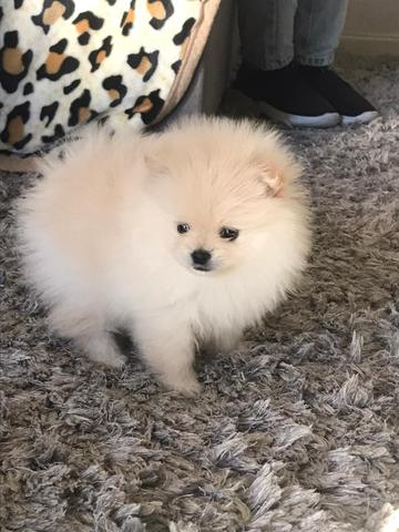 Spitz alemão anão