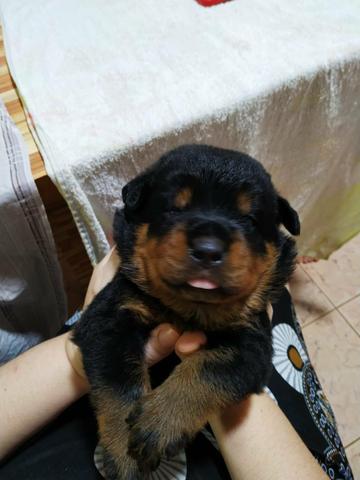 Filhotes de Rottweiler - Foto 3