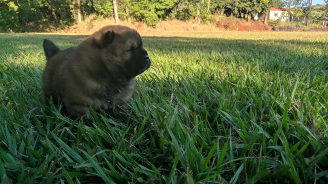 Chow Chow - Foto 4