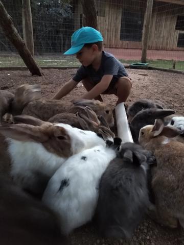 Coelhos