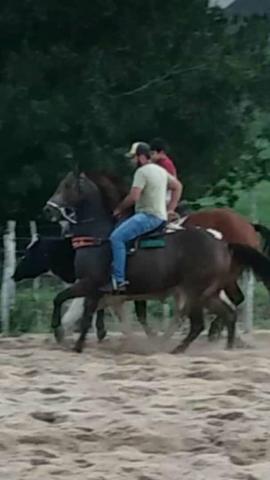 Cavalo pra textar