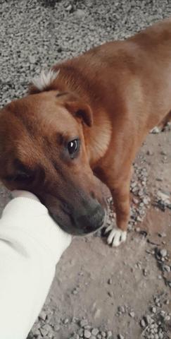 Doa-se doguinho! - Foto 2