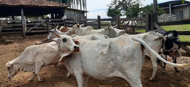 Vacas para corte - Foto 3