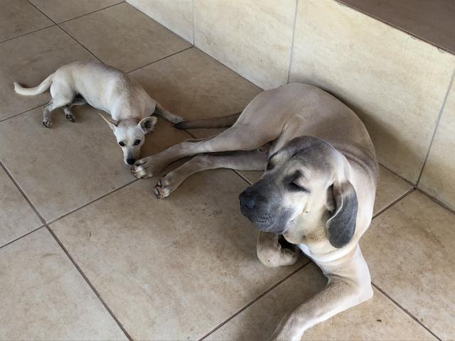 Fila brasileiro macho disponível para cruza