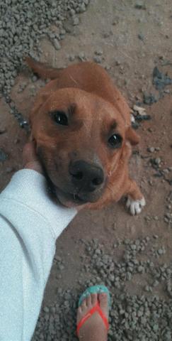 Doa-se doguinho!
