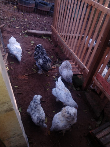 Aves - Foto 4