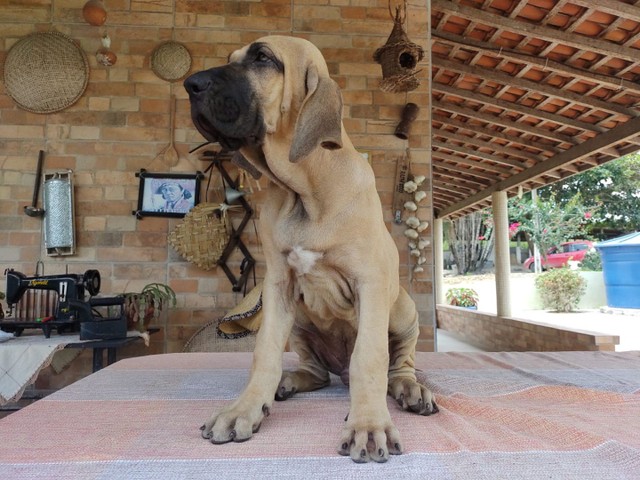 fila brasileiro olx
