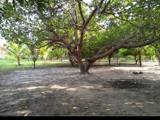 Excelente Sítio (lazer,morar ou investir) - Foto 7