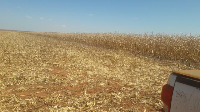 Troco Paraná, 900,00 Hectares-MT, aceita-se imóveis Paraná - Foto 2