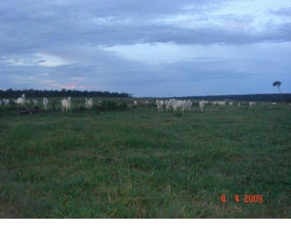 1200 hectares, pecuária, Diamantino-MT, troca-se por imóveis em MT - Foto 3