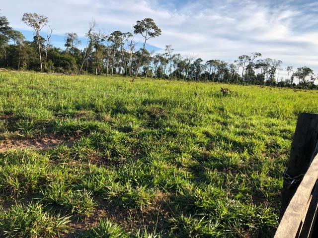 68 alqueires, 58 alqueires de pasto, Nova Marilãndia-Pecuama-MT - Foto 8