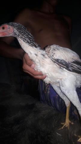 Casau de frango jiguante - Foto 2