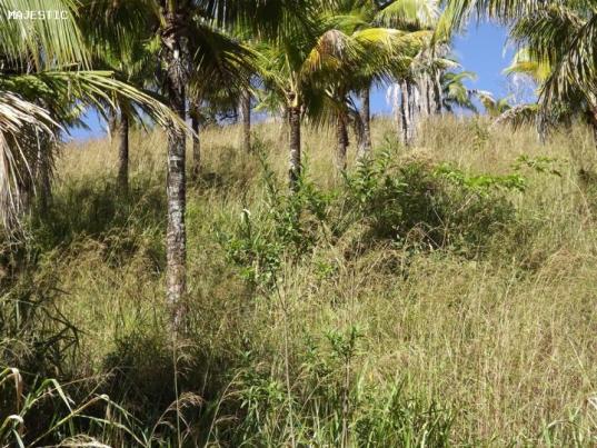 Sítio para Venda em Maricá, Manoel Ribeiro, 3 dormitórios, 2 banheiros, 2 vagas - Foto 9