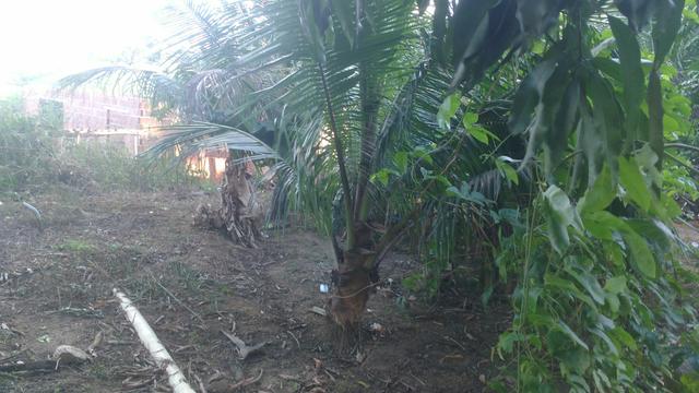 Vendo uma casa com sítio - Foto 9