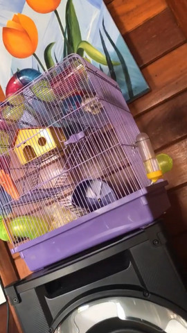 Gaiola de hamster - Anão russo - Foto 2