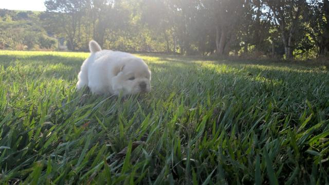 Chow Chow - Foto 5