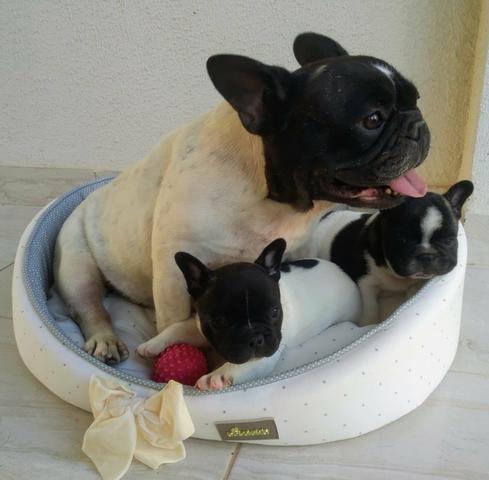 Filhote de Bulldog Francês ol - Foto 4