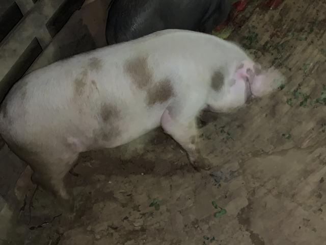 3 porcos caipira