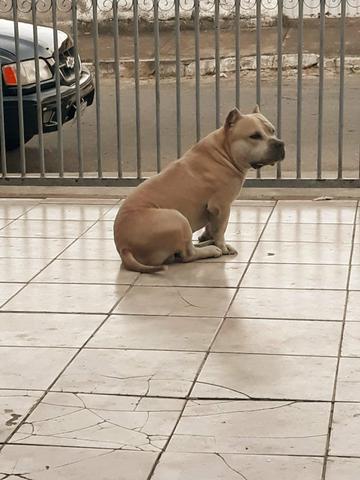 American Bully - Foto 4