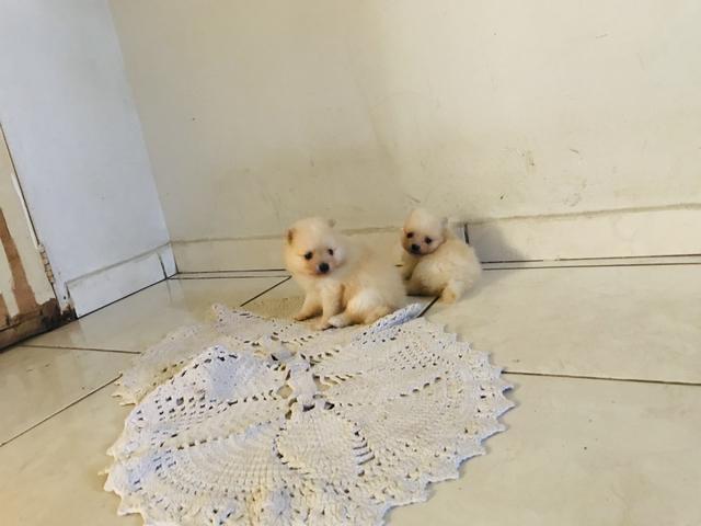 Lulu da pomerânia (Anão)