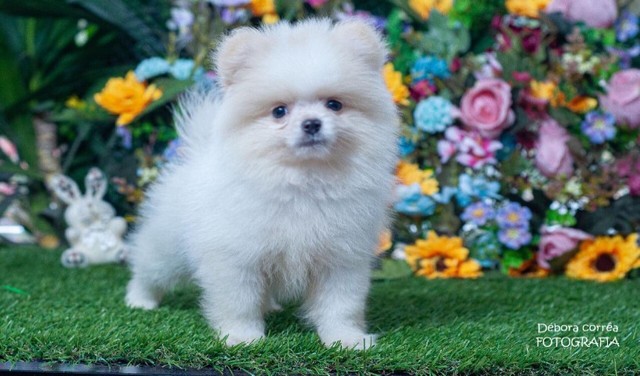 Lulu da Pomerania a pronta entrega - Cachorros e acessórios - Praia do Meio, Natal 1063516168 | OLX Lulu da Pomerania a pronta entrega - Cachorros e acessórios - Praia do Meio, Natal 1063516168 | OLX