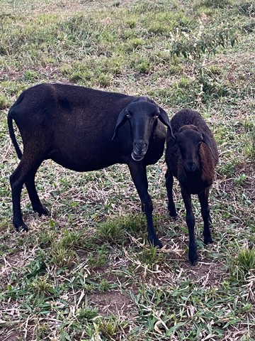 Ovelha parida