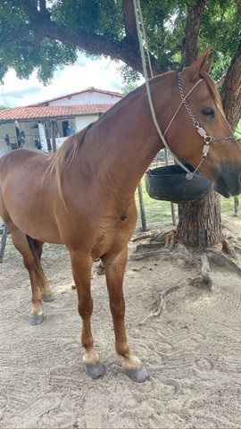 Cavalo Mangalarga Mestiço 