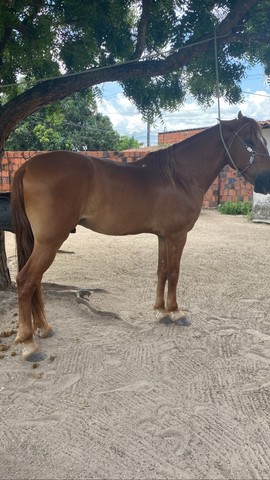 Cavalo Mangalarga Mestiço 