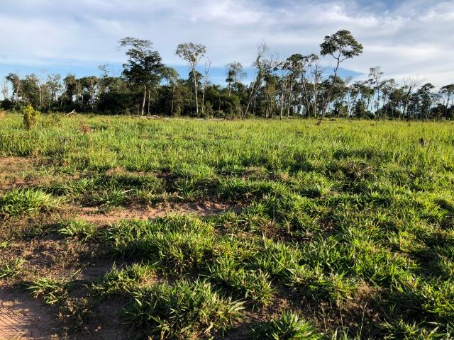 68 alqueires, 58 alqueires de pasto, Nova Marilãndia-Pecuama-MT - Foto 13