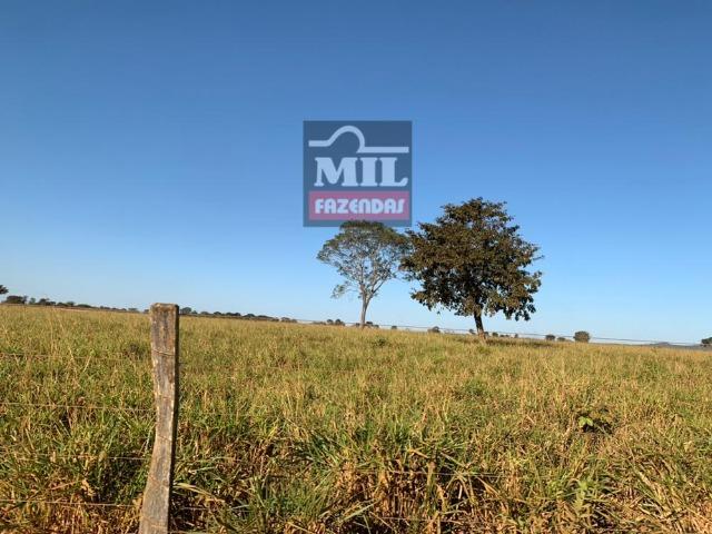 Fazenda 22 Alqueires (106 hectares) Nova Xavantina-MT - Foto 10