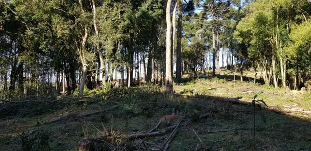 Vendo chácaras a partir de 5000m² a 30 km do Ceasa,Leia o Anuncio! - Foto 14