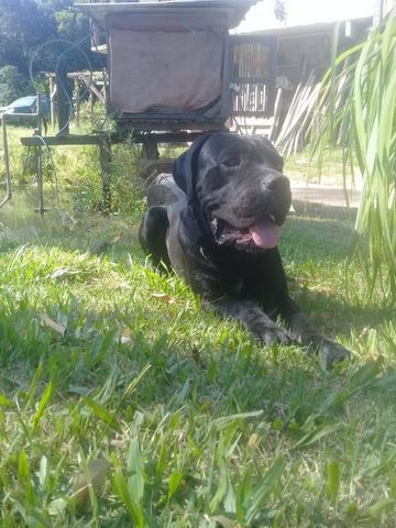 Cachorro Cane Corso Italiano Puro Pronto Para Cruza - Foto 3