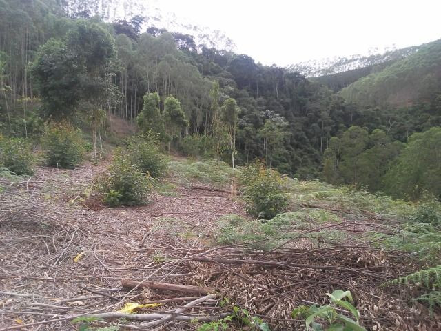Paraju - Foto 4