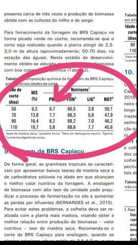 300 mudas capim elefante BRS capiaçu - Foto 5