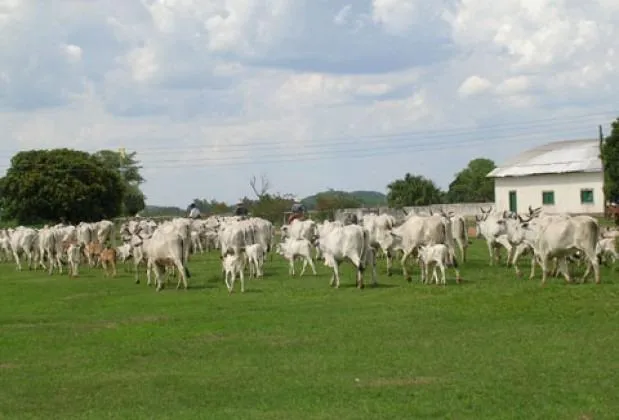 Fazenda em Miranda Corumbá - MS