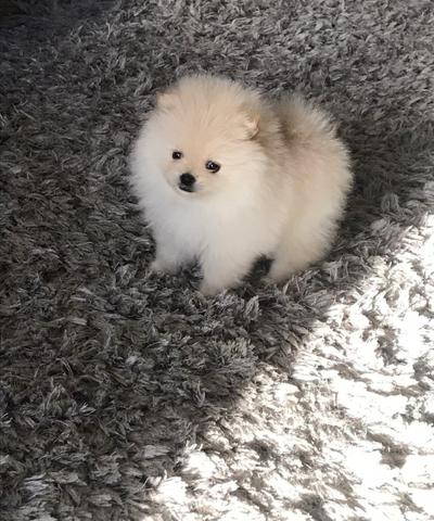 Spitz alemão anão - Foto 3