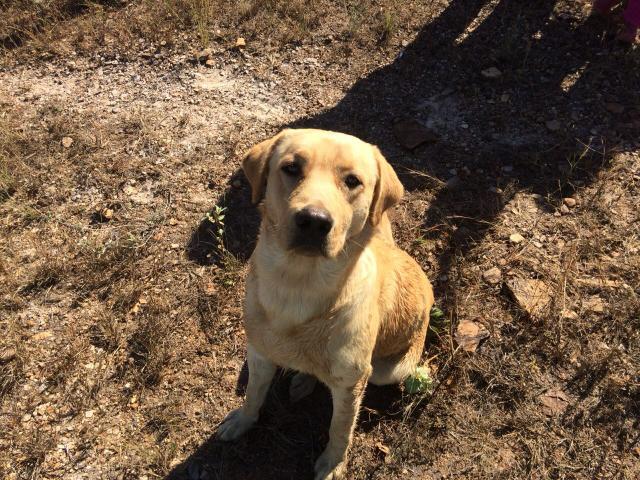 Labrador macho disponível para cruza - Foto 2