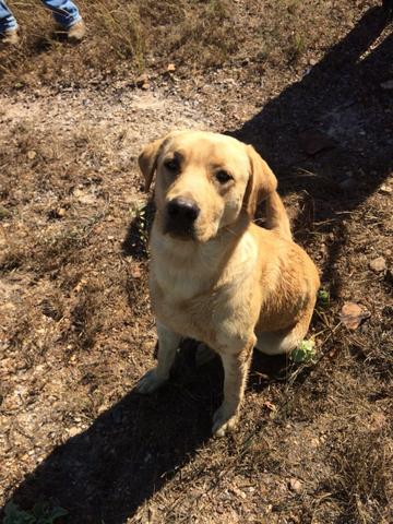 Labrador macho disponível para cruza