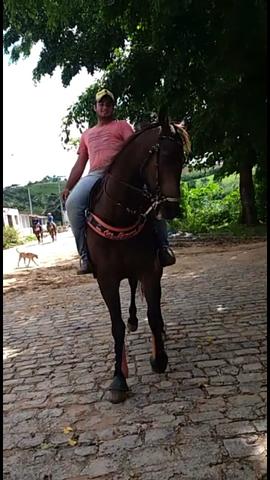 Cavalo pra textar - Foto 4