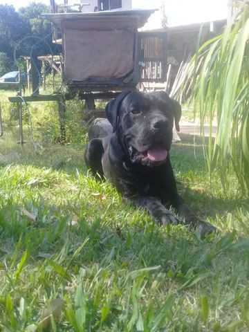 Cachorro Cane Corso Italiano Puro Pronto Para Cruza - Foto 2