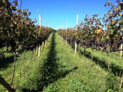 Fazenda com Vinhedo em Urubici/ fazenda em Urubici/ Chácaras em Urubici - Foto 6
