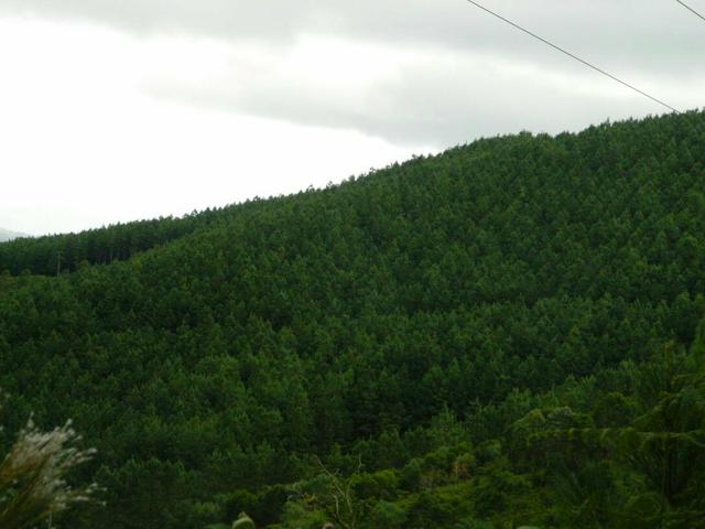 Área com 38 hectares linda - Foto 5