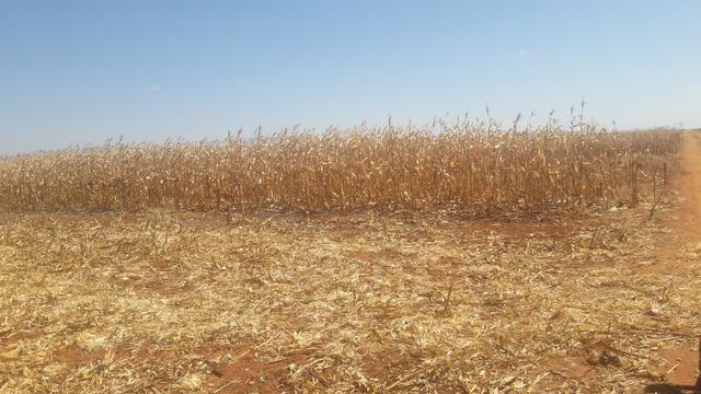 Troco Paraná, 900,00 Hectares-MT, aceita-se imóveis Paraná - Foto 8