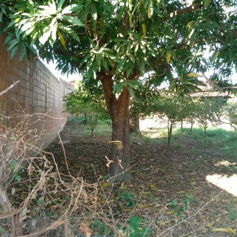 Terreno 1.280 m2 Rua C 235 proximo ao Planalto - Foto 11