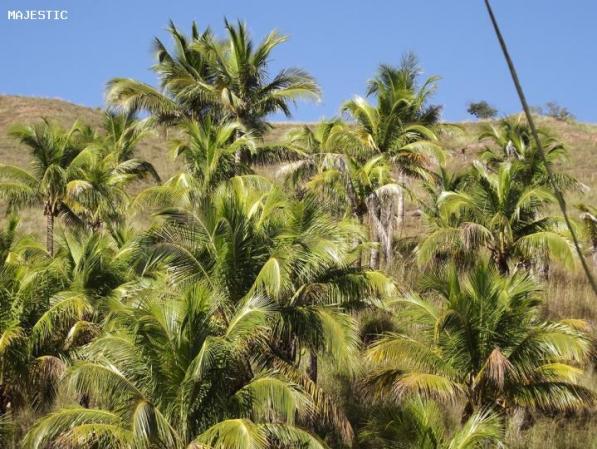 Sítio para Venda em Maricá, Manoel Ribeiro, 3 dormitórios, 2 banheiros, 2 vagas - Foto 12