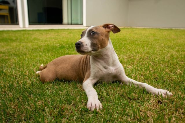 Filhotes de American Staffordshire terrier (amstaff) com PEDIGREE - Foto 4