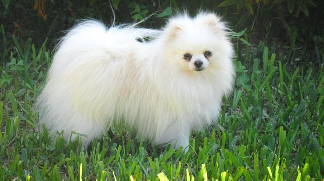 Spitz alemão anão - Foto 6